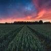 Field of Fire – Sunset Wheatfield Wallpaper Mural