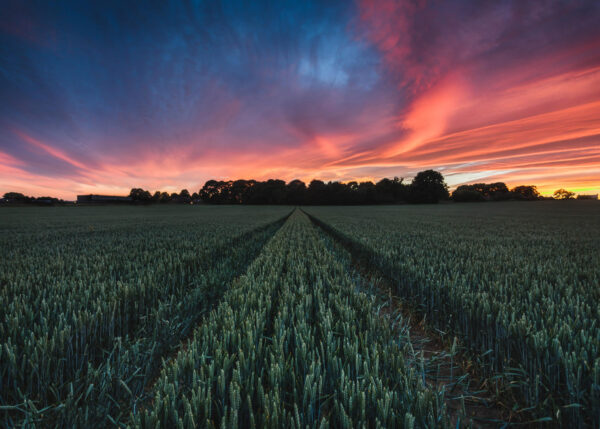 Field of Fire – Sunset Wheatfield Wallpaper Mural