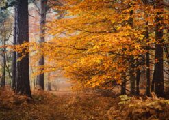 Golden Woodland – Autumn Forest Wallpaper Mural