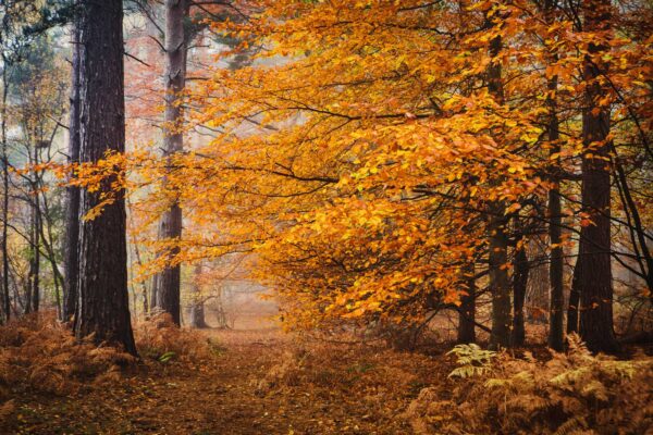 Golden Woodland – Autumn Forest Wallpaper Mural