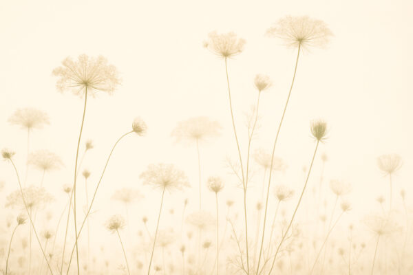 Queen Anne’s Glow – Sepia Wildflower Silhouette Mural Wallpaper