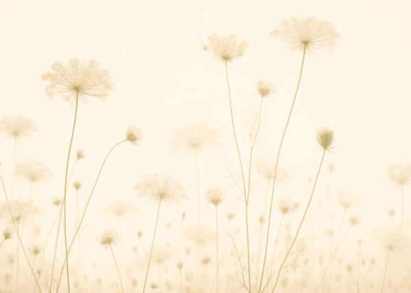 Queen Anne’s Glow – Sepia Wildflower Silhouette Mural Wallpaper