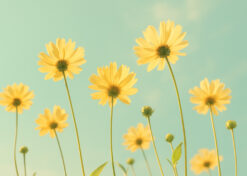 Golden Daisies in the Sky – Retro Sunlit Floral Wallpaper