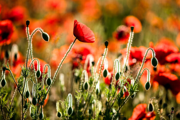 Poppies in Light – Floral Field Wallpaper Mural
