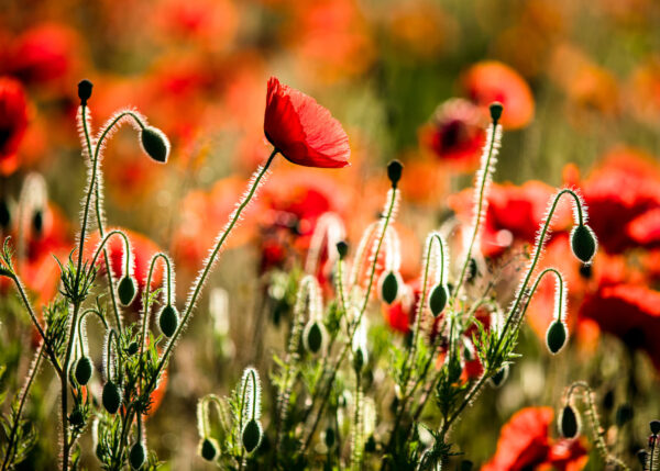 Poppies in Light – Floral Field Wallpaper Mural