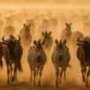 Golden Stampede – Zebras & Wildebeests in Motion Wallpaper