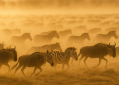 Dust Trail – Wildebeests & Zebras in Hazy Migration Wallpaper